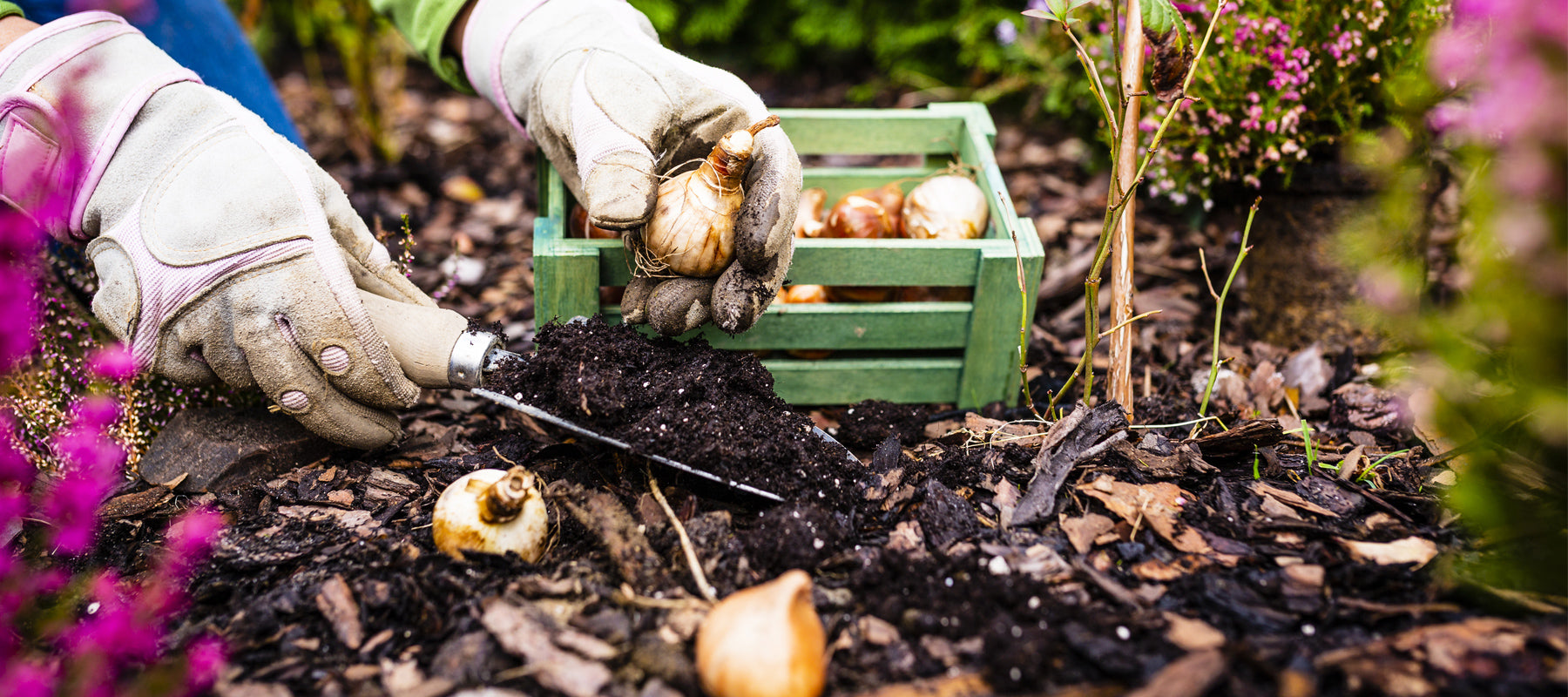Plant bulbs now ready for spring