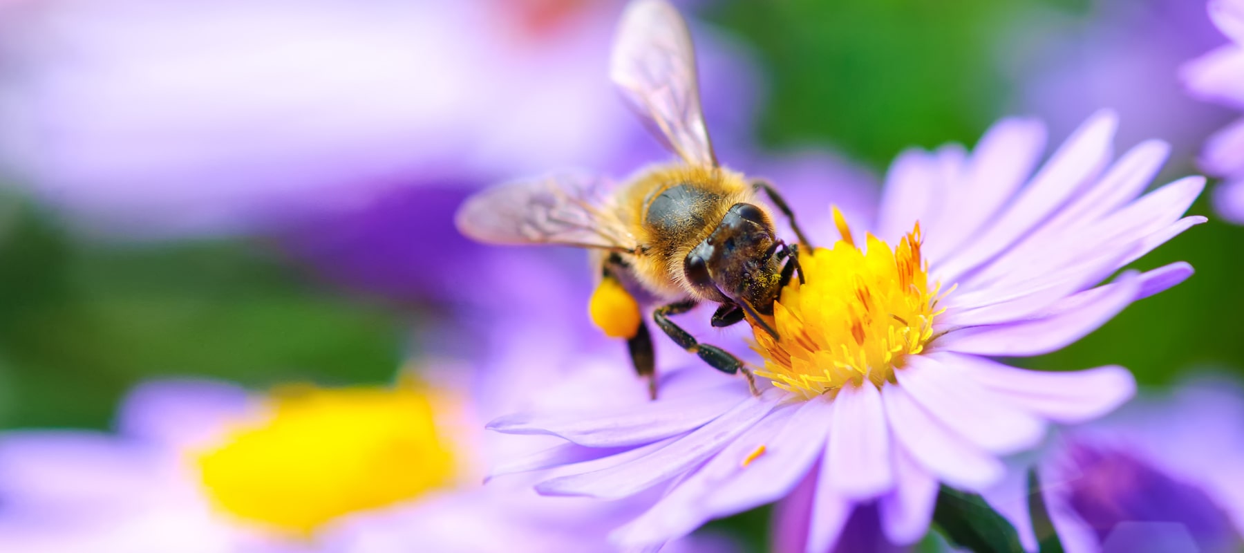 The power of plants & National Honeybee Day
