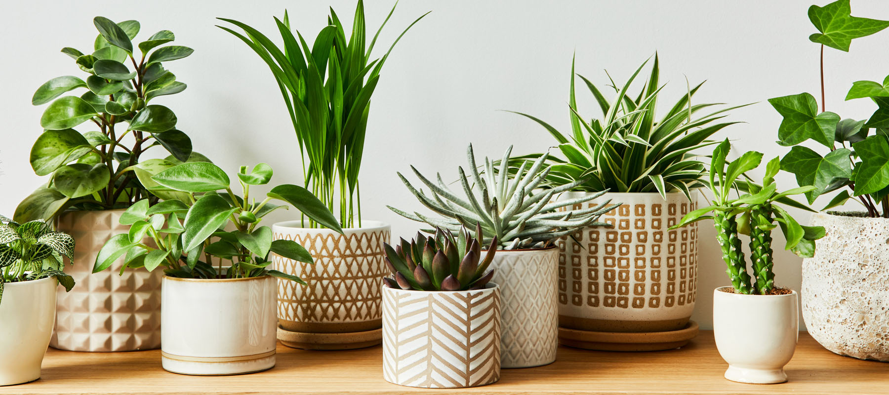 Our favourite houseplants