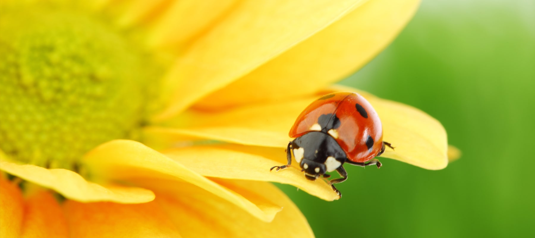 Beneficial insects