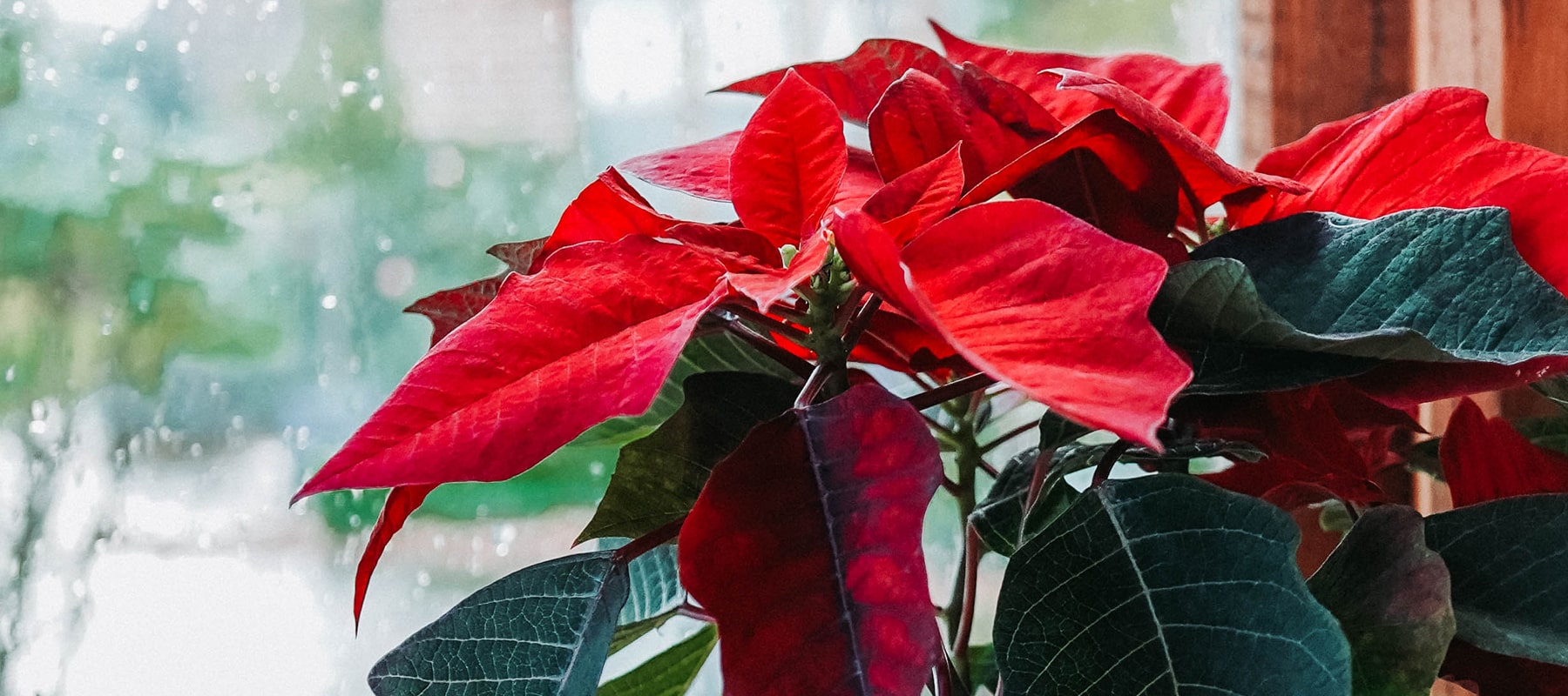 How to care for poinsettia