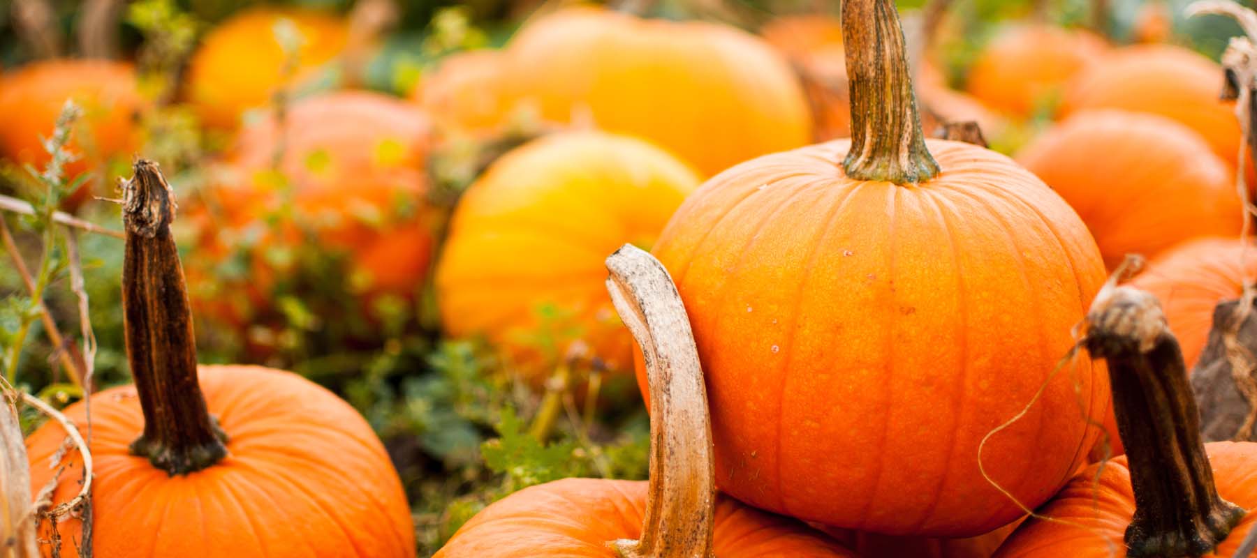 Sustainable ways to dispose of your pumpkin