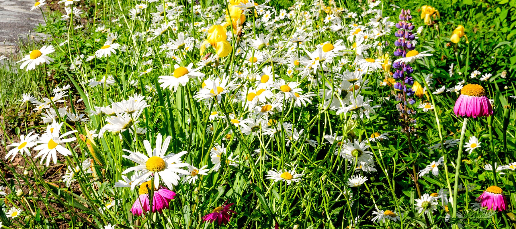 Wildflower Lawns: add some colour and flowers to your grass